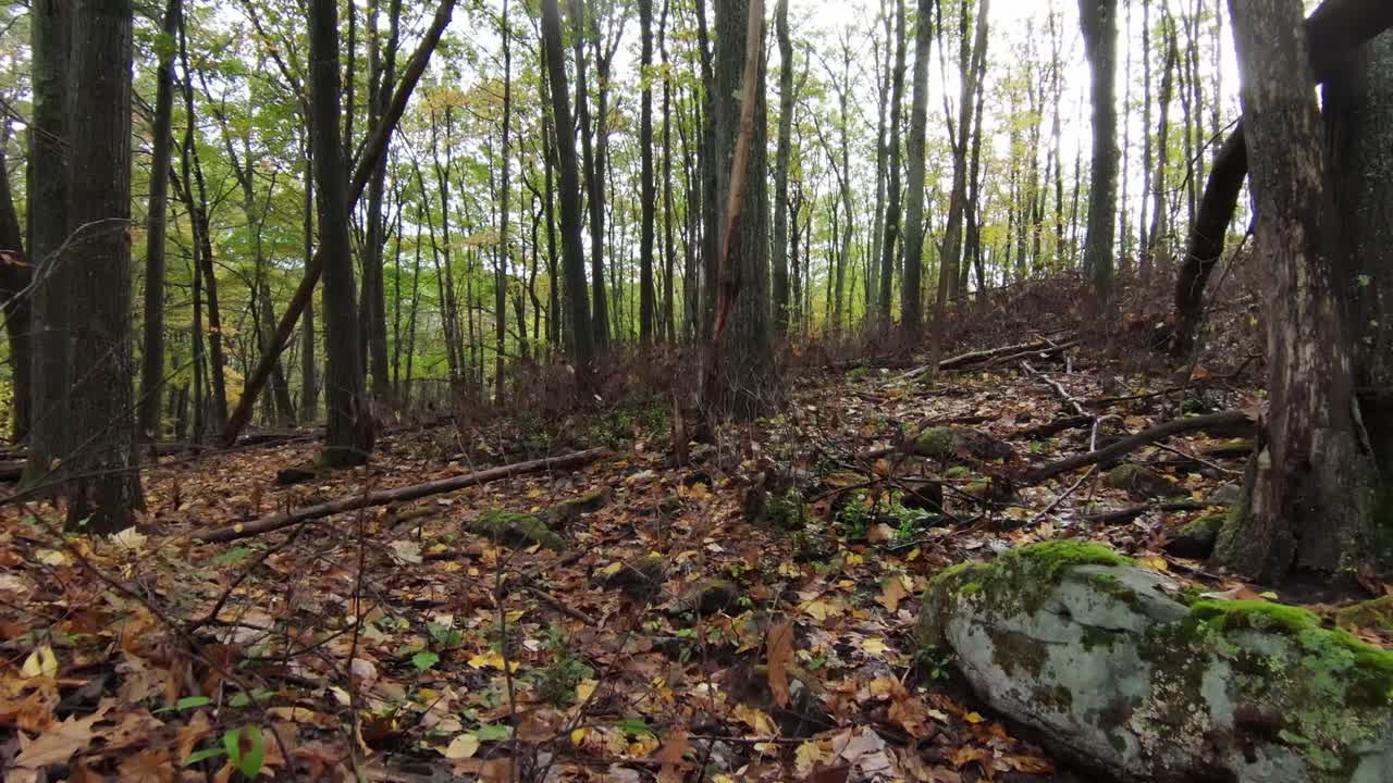 volando a través del bosque de otoño fpv