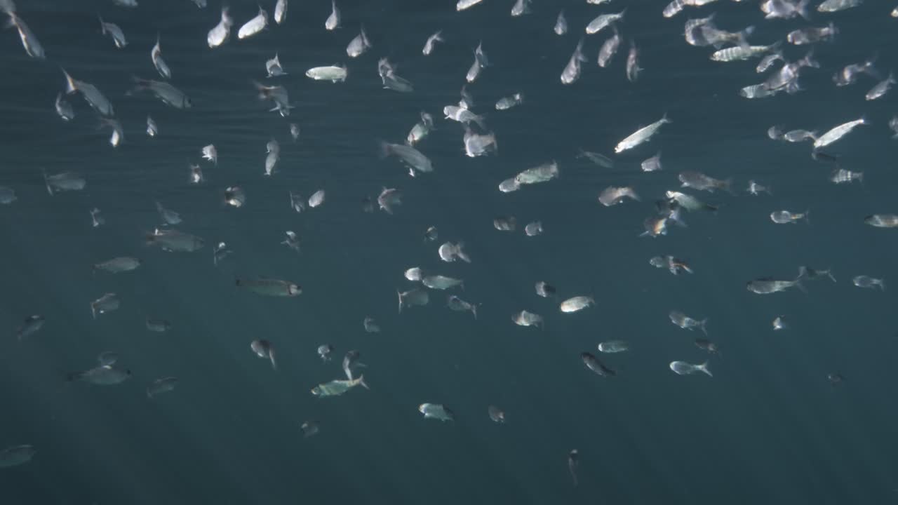 Salmone rosso giovane in migrazione in Canada