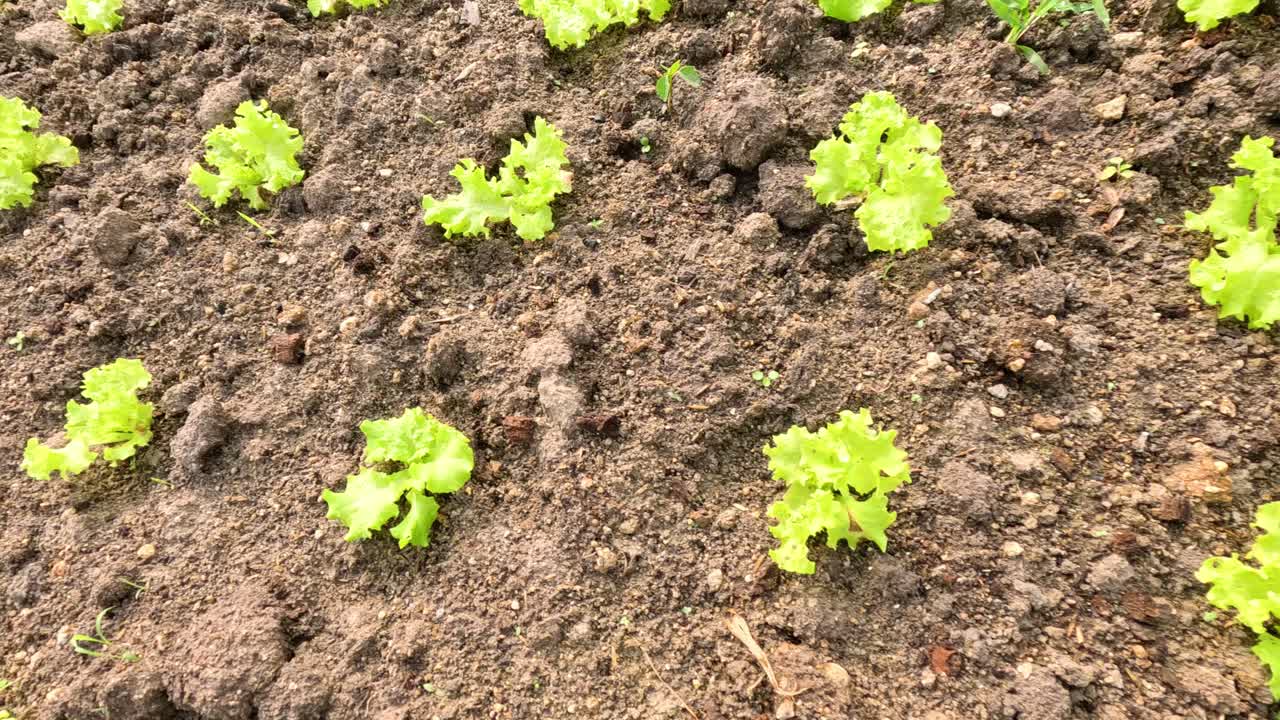 Lettuce plants growing over time in soil.