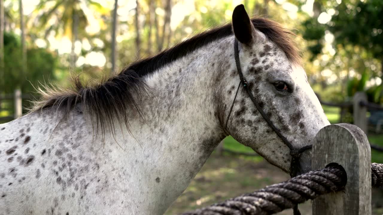 El caballo blanco.