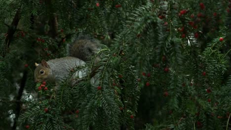 Linda-Ardilla-Gris-Sciurus-Carolinensis-Sentada-En-Un-árbol,-Comiendo-Bayas-Rojas-De-Tejo