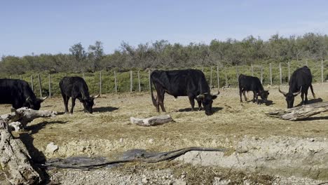 los bueyes negros con grandes cuernos se paran en las llanuras en barbecho y buscan algo de comer en el sol con una valla en el fondo