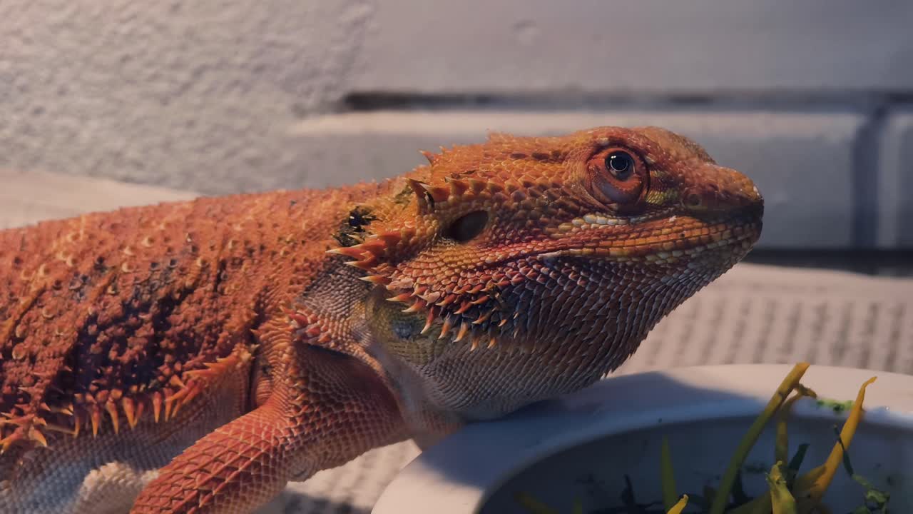 수염이 있는 오렌지색 드래곤