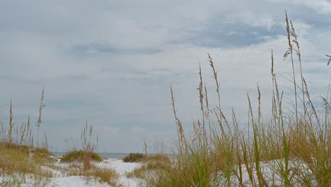 dunes-with-sea-oats-at-the-national-seashore-since-Clear-drive-sky,-white-sand,-clear-emerald-water-Pensacola-to-Navarre-beach