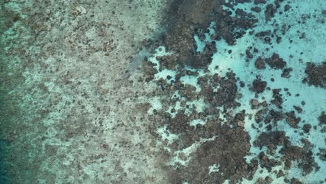 top down aerial drone video, flying up and away from corals and reef in the maldives