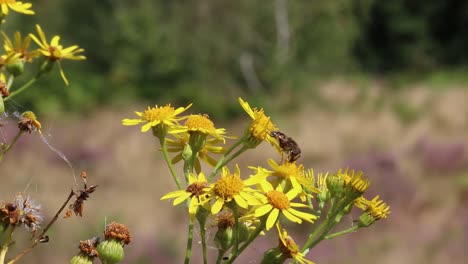 a hoverfly feeding on ragwort flowers in late summer