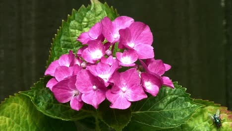 A beautiful, attractive, clump of pink Hydrangea growing in a United Kingdom Garden