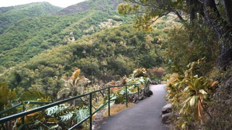 green trees in hawaii sun green luscious tropical plants