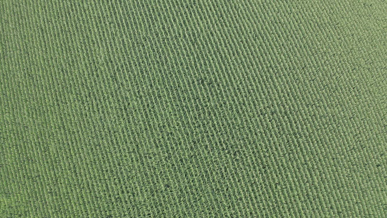 de arriba hacia abajo, vista de pájaro mientras la cámara vuela sobre campos de maíz en des moines, ia