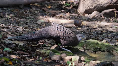 a male individual drinking water from a waterhole deep in the forest, grey peacock-pheasant polyplectron bicalcaratum, thailand