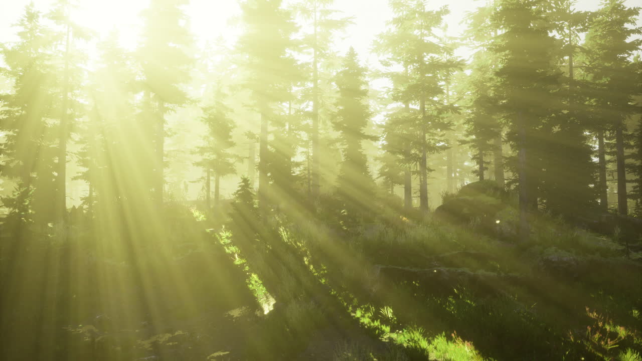Light filters through tall trees in a serene forest at dawn