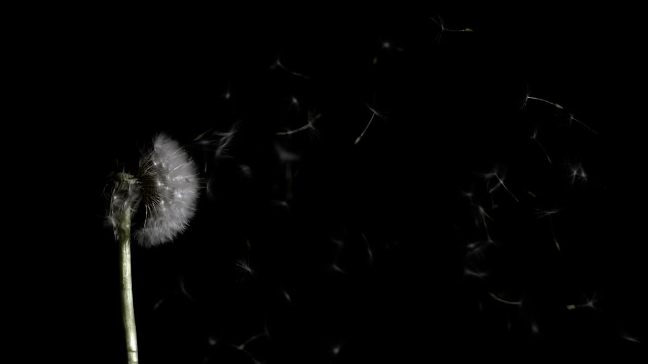 꽃 에서 어 나오는 사탕수수 씨