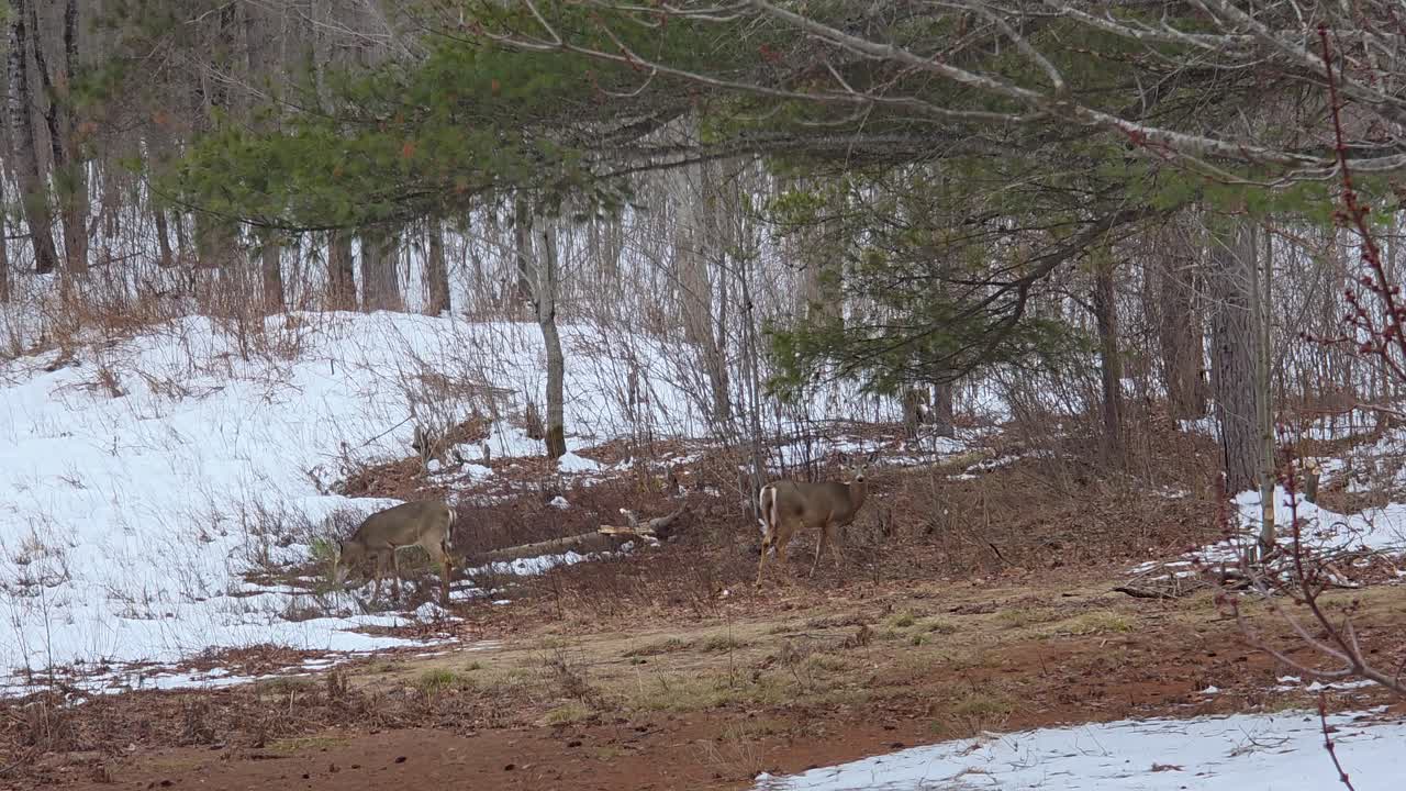 Deer wildlife animal nature forest woodland winter snow covered Mont Morissette Regional Park Canada