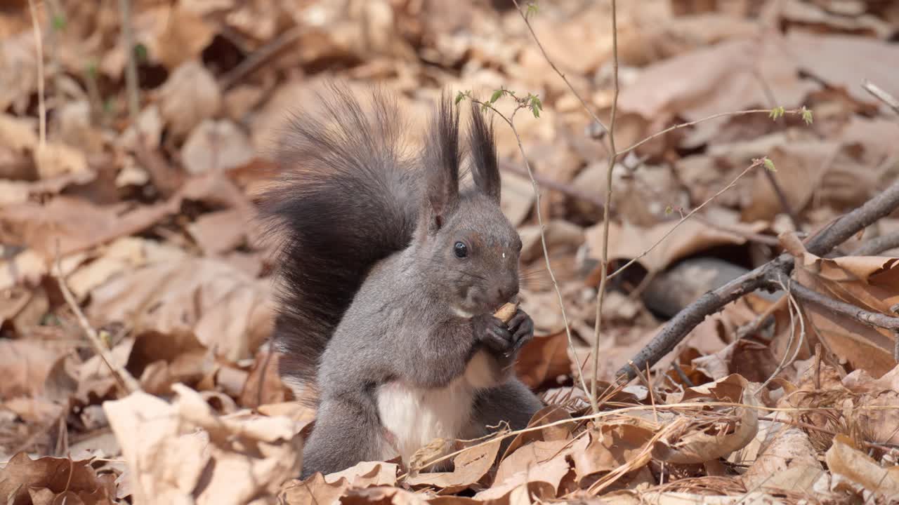 ardilla gris euroasiática comiendo una nuez en el suelo