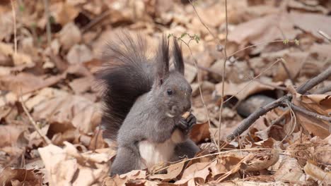 eurasian gray squirrel eating a nut on the ground