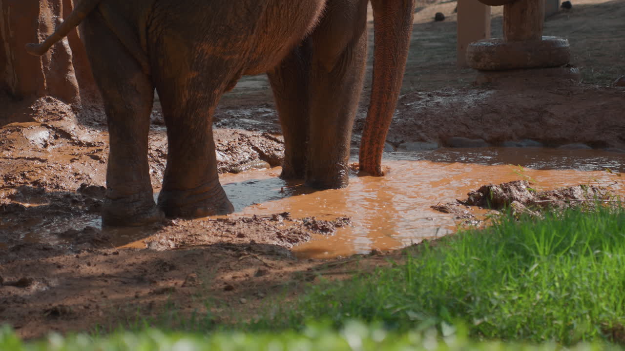 Zampe di elefante fangose che schizzano acqua e fango, primo piano di un elefante che calpesta una pozzanghera con goccioline che volano, prato illuminato dal sole in primo piano, pelle texturizzata coperta di argilla, comportamento giocoso di balneazione