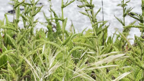 Cinematic-close-up-booming-up-shot-of-coastal-plants-thriving-along-the-ocean-in-Cambria,-California