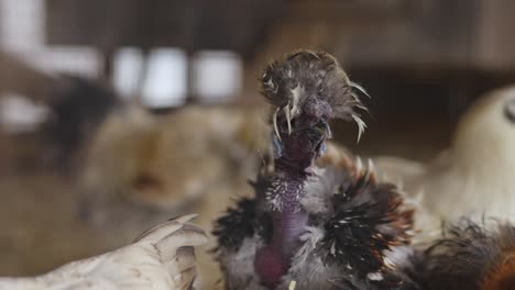 Chickens-in-a-chicken-coop