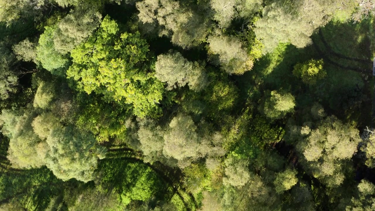 Riprese aeree con drone di solchi di ruote nell'erba che attraversano un bosco scozzese