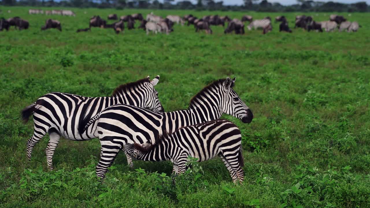 Cucciolo di zebra che allatta dalla madre nelle verdi pianure del Serengeti in Tanzania