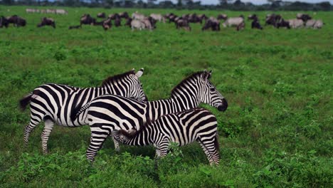cría de cebra amamantando a su madre en las verdes llanuras del serengeti de tanzania