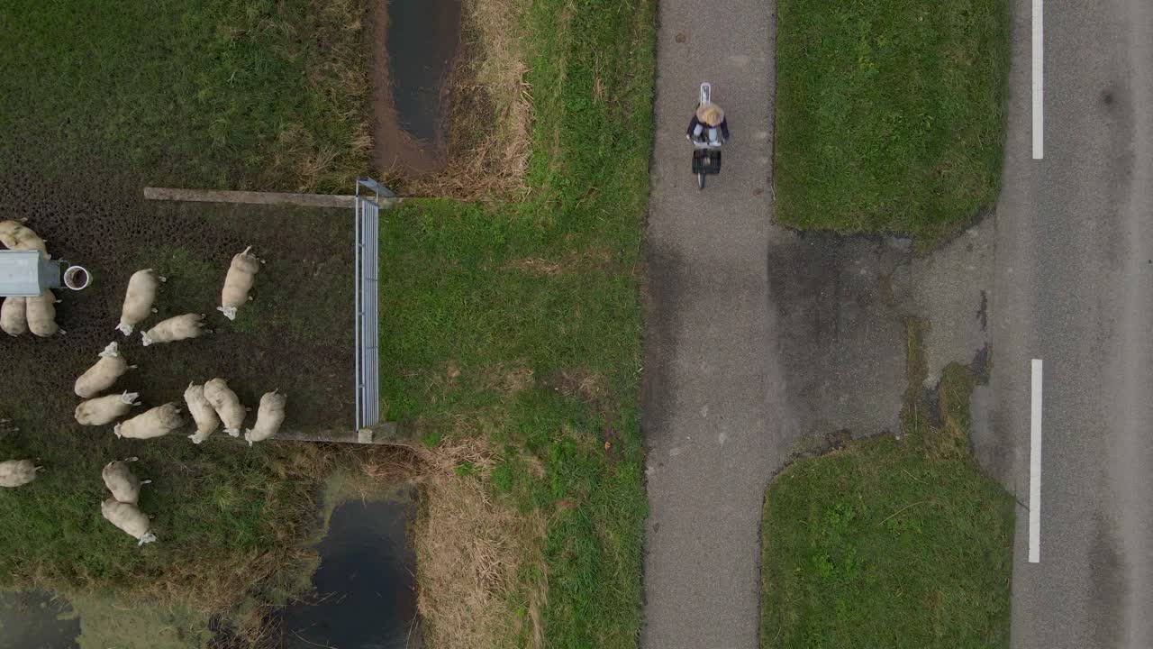 Luftfoto af vintervej med cykel og får i Grijpskerk, Groningen, Holland