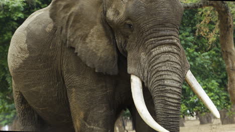 portrait of an mighty african elephant bull flapping ears