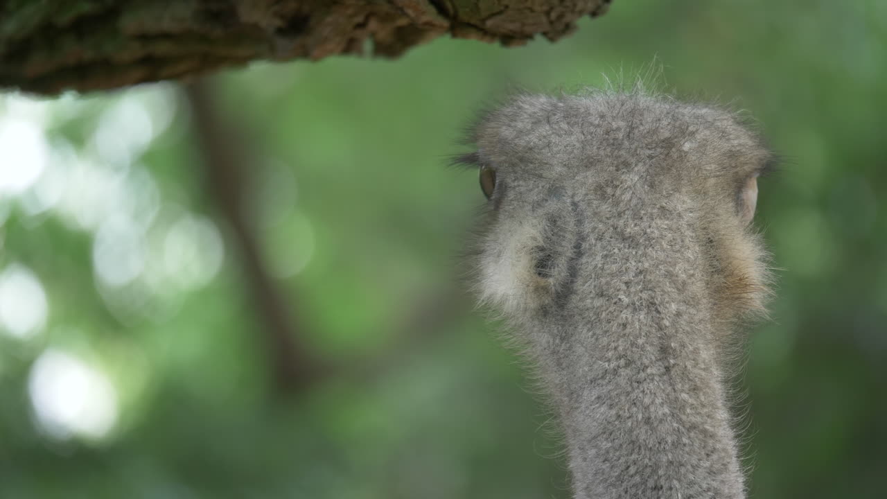 primer plano de la cabeza de un avestruz