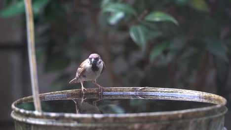 little sparrow birdie drinking and dipping in water bucket