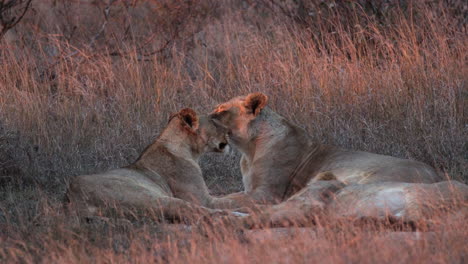 lioness licking each other while lying on the ground in the savannah