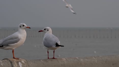 un individuo en la barandilla luego se unió a otro mientras otros simplemente vuelan durante la tarde, gaviotas, centro recreativo bang pu, tailandia