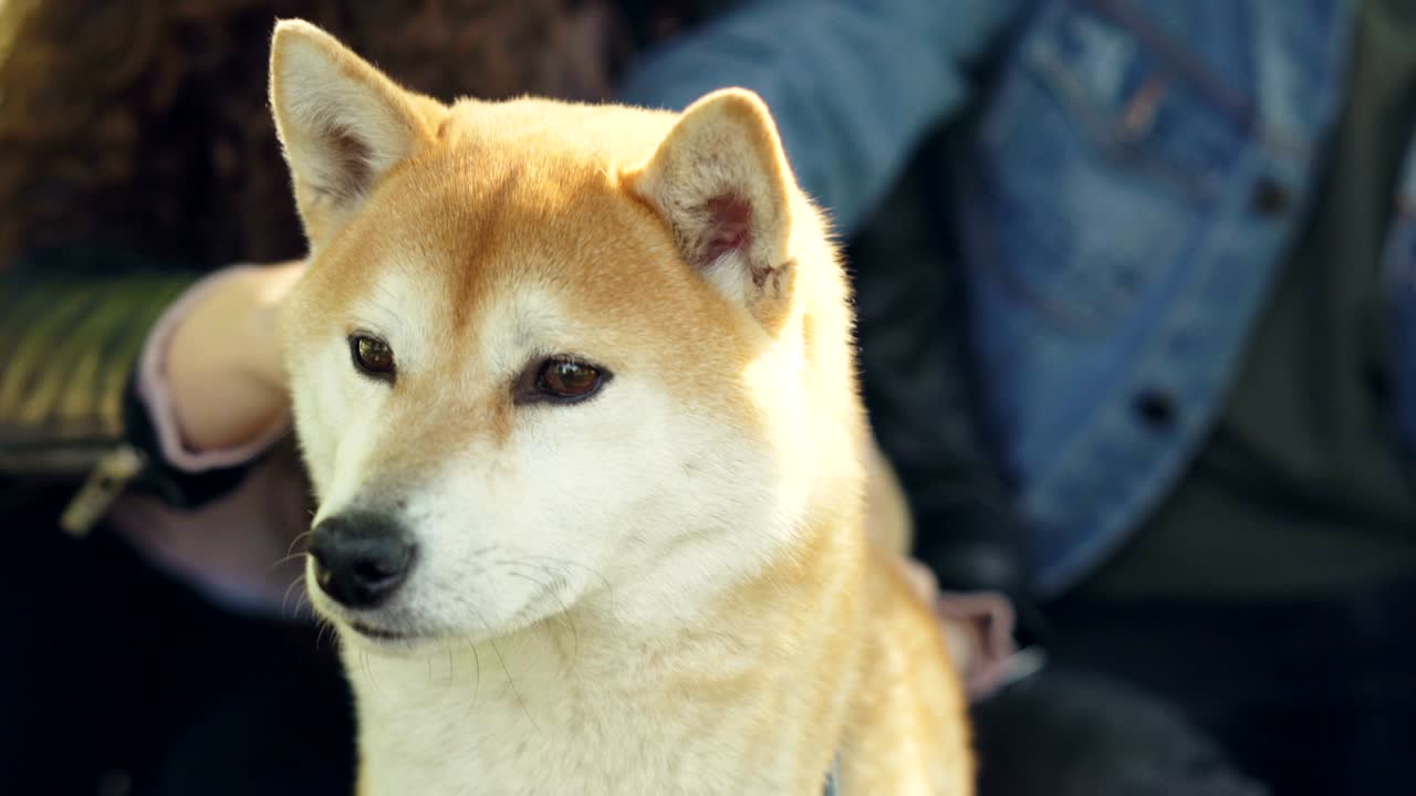 shiba inu 개의 사랑스러운 주인들은 그들의 애완동물을 아주고, 머리와 목을 만지고, 행복한 동물은 사랑과 보살을 즐기고 있습니다.