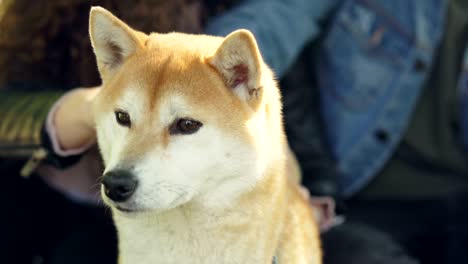 loving owners of shiba inu dog are petting and fussing their pet touching its head and neck while happy animal is ejoying love and care. puppies and people concept.