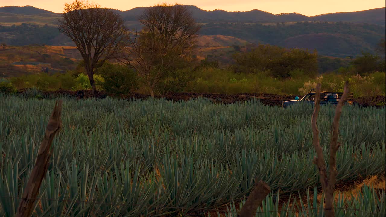поле плантации агавы