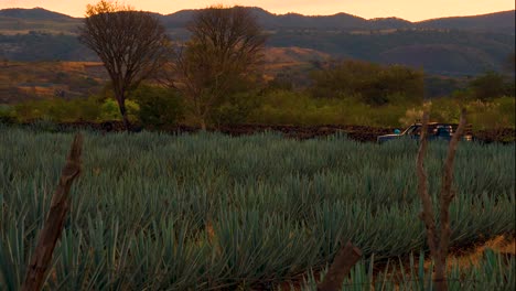 campo de plantación de agave
