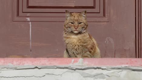 cat is warming itself in the sun