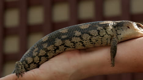cuidador del zoológico del santuario australiano sosteniendo un lagarto de lengua azul