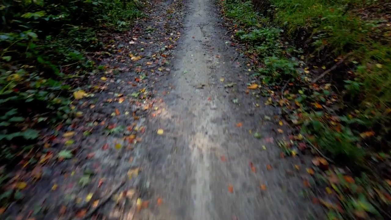 Strada forestale. Riprese in movimento