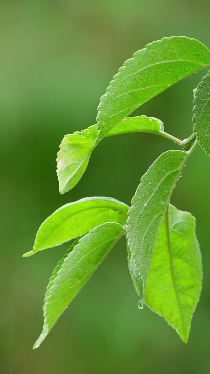 Foglie verdi fresche con gocce di pioggia che cadono e sgocciolano