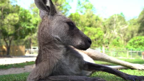 在澳洲野生動物保護區的明亮日光下, 在草地上放鬆和放鬆的袋鼠