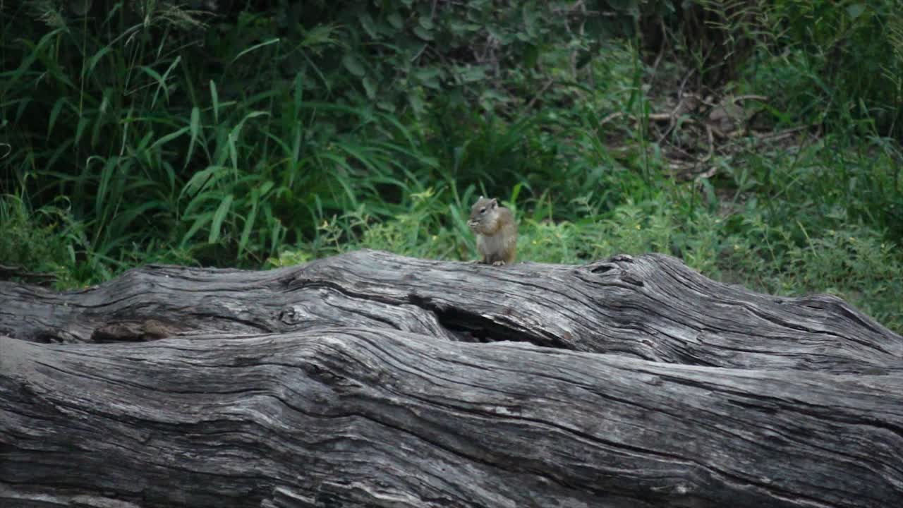 slomo de una pequeña ardilla sentada y comiendo en un árbol muerto