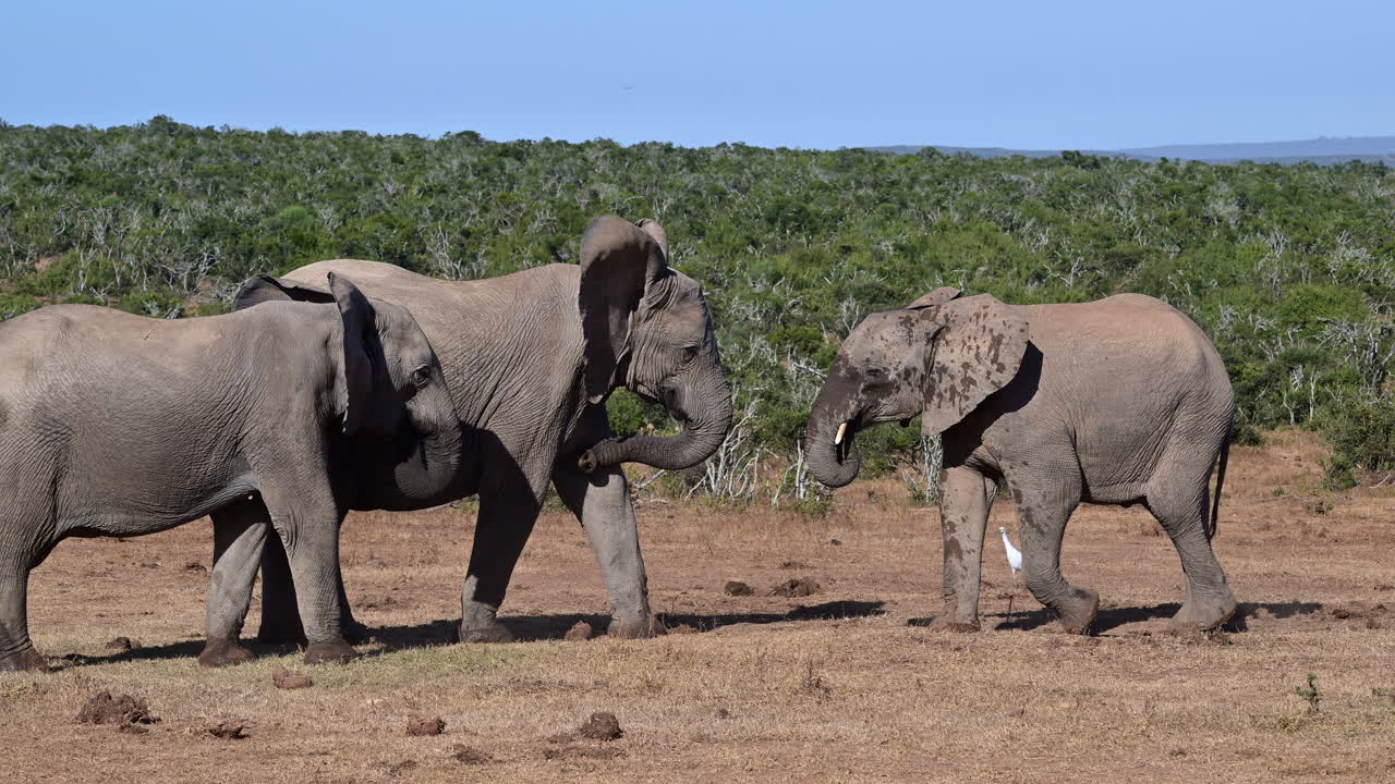 아프리카 코끼리 한 마리가 다른 두 마리를 밀어내고 있습니다.