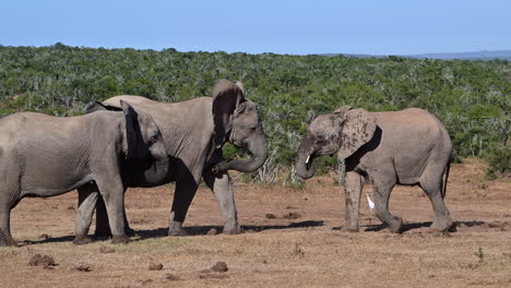 elefante africano uno empujando a otros dos lejos