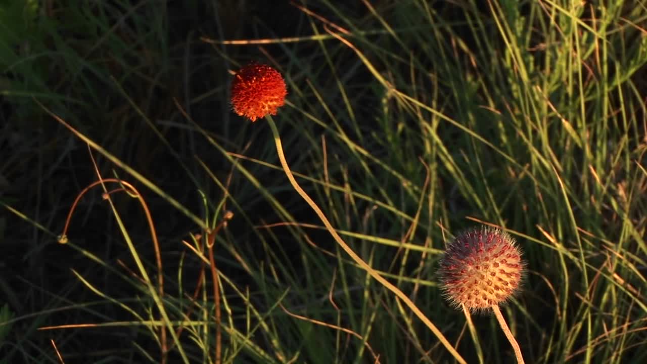 primer plano de flores silvestres rojas de texas moviéndose en la brisa
