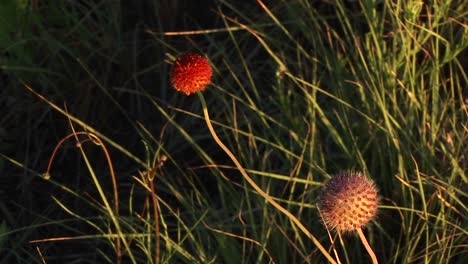 Closeup-Of-Red-Texas-Wildflowers-Moving-In-The-Breeze