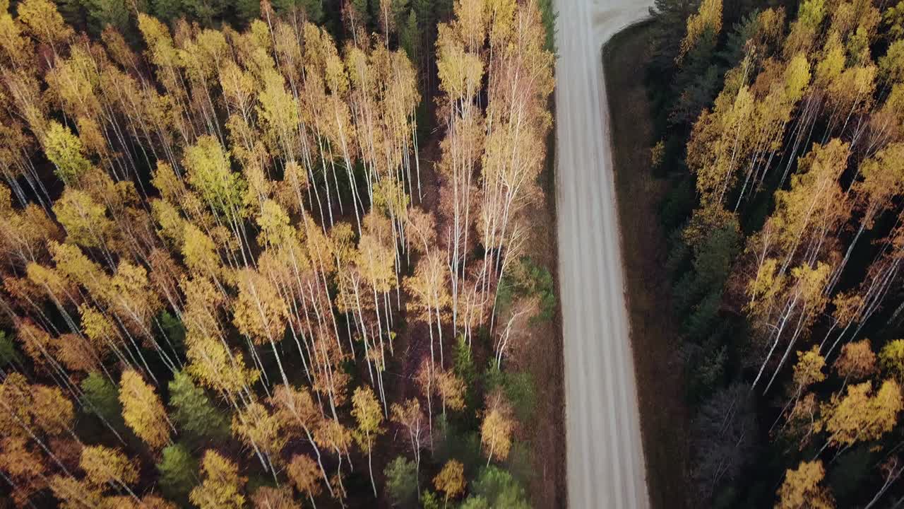 imágenes aéreas sobre el bosque de pinos y abedules amarillos, carretera en el medio