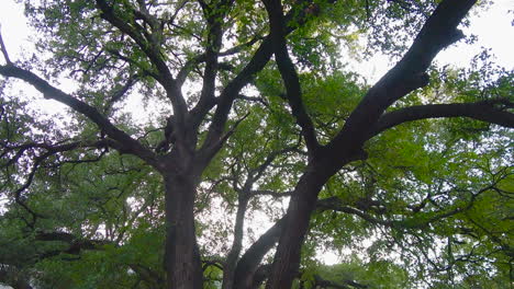 rotating view under the canopy of trees in forest, slow motion up angle pan -- 4k