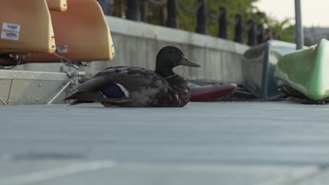 a duck rests on a dock in waltham, ma near kayaks and canoes