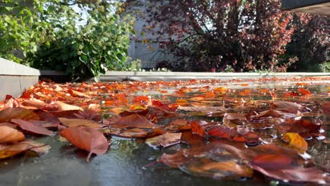 Hojas-Coloridas-Tiradas-En-El-Agua-En-Un-Día-Soleado-En-Otoño,-Primer-Plano-En-ángulo-Bajo