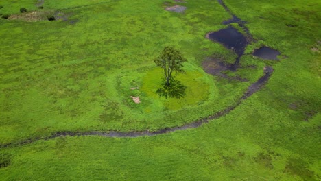 Circular-ariel-over-tree-in-Firth-Park-and-Mudgeeraba-Creek,-Gold-Coast,-Queensland,-Australia